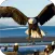 Bald Eagle. Animals Wallpapers