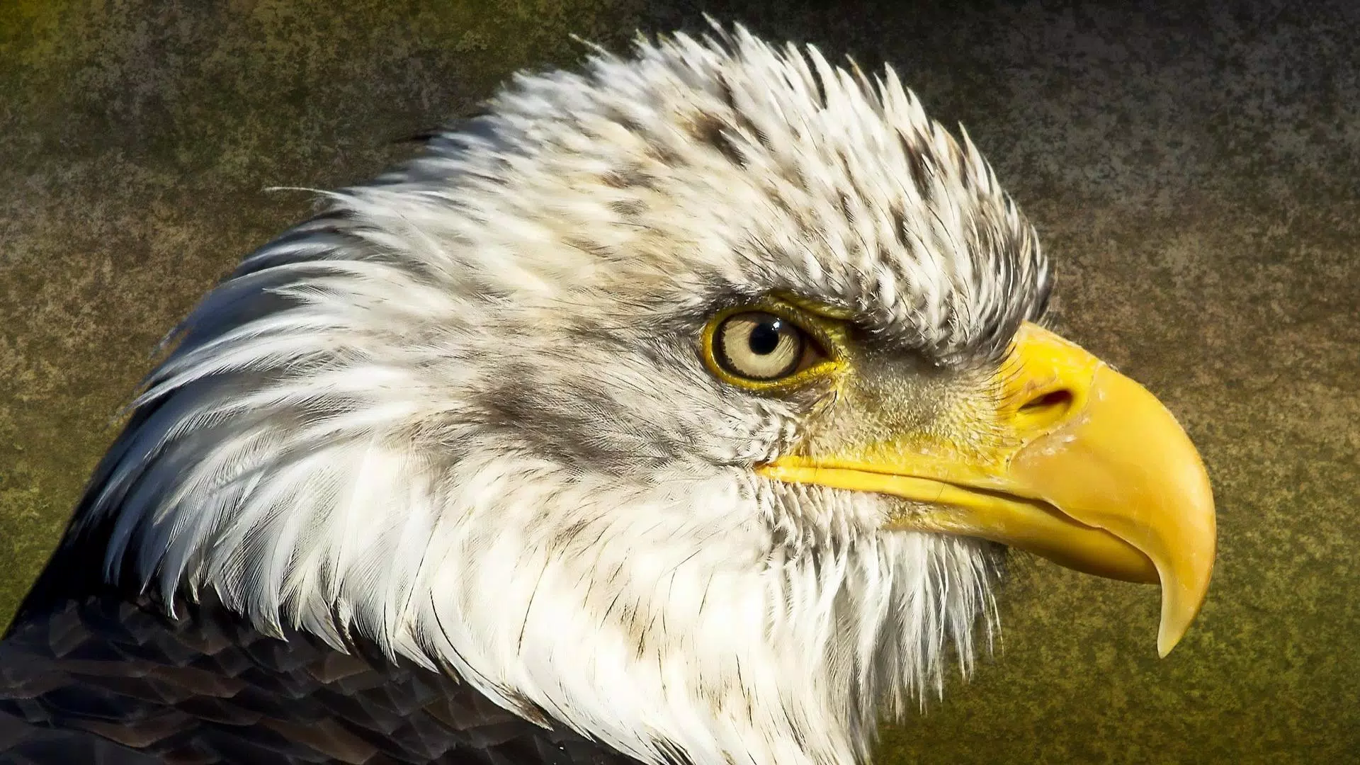 Bald Eagle. Animals Wallpapers Screenshots