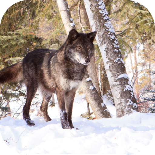 Angry Wolf. Wild Wallpapers