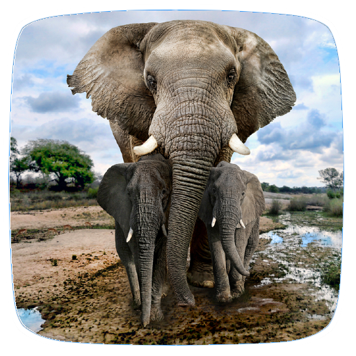 Elephant Sounds