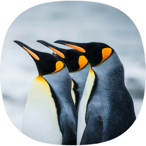 Penguin Sounds
