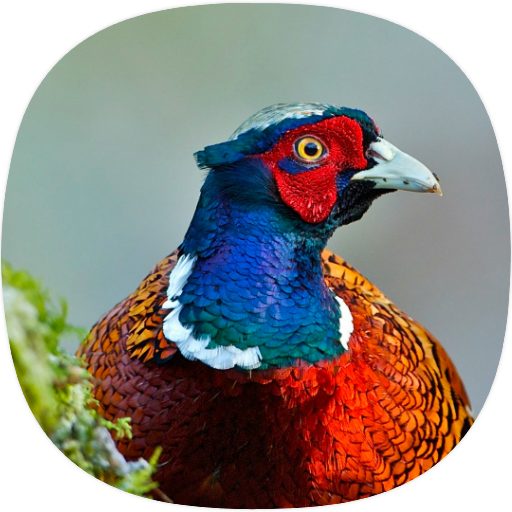 Pheasant Sounds Pheasant Sounds