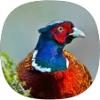 Pheasant Sounds