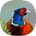 Pheasant Sounds