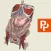 Primal's 3D Abdomen