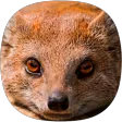 Mongoose Sounds