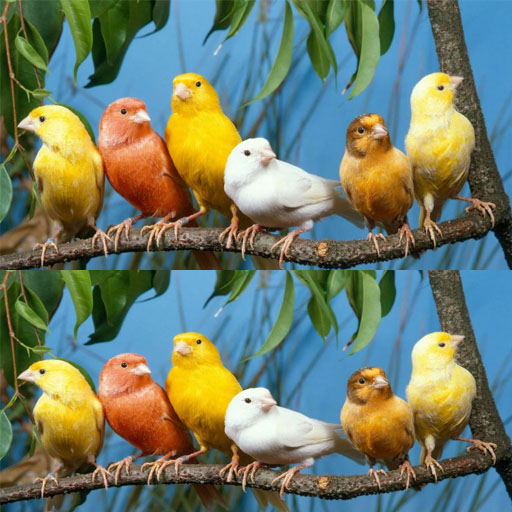 suara burung kenari mp3