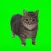 OIIA CAT