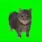 OIIA CAT