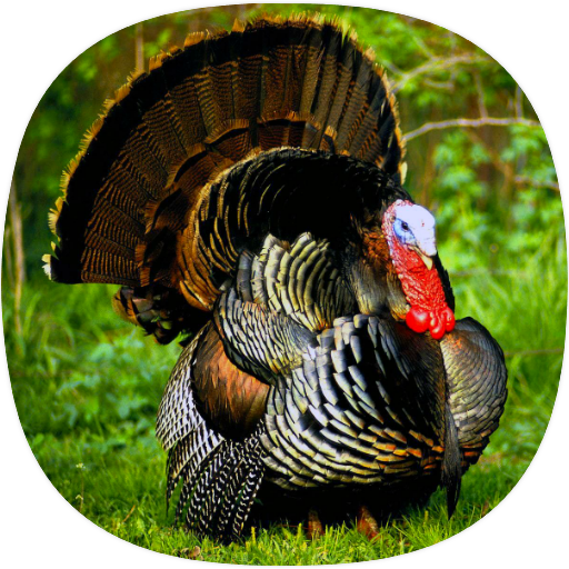 Turkey Ringtones Turkey Ringtones