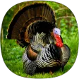 Turkey Ringtones