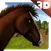 Wild Horse Adventure