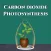 Carbon dioxide Photosynthesis