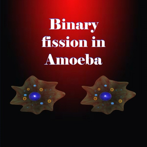 Binary fission in Amoeba Binary fission in Amoeba