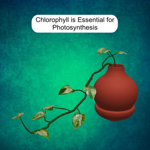 Chlorophyll & Photosynthesis Chlorophyll & Photosynthesis