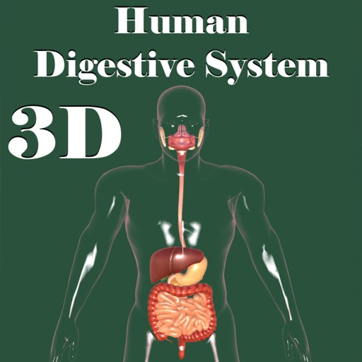 3D Human Digestive System 3D Human Digestive System