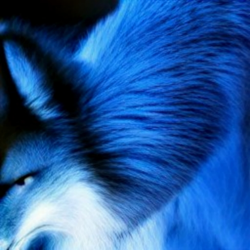 Bad Fox Bad Fox