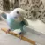 Pet Budgie Information & Care