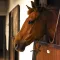 Horse Care