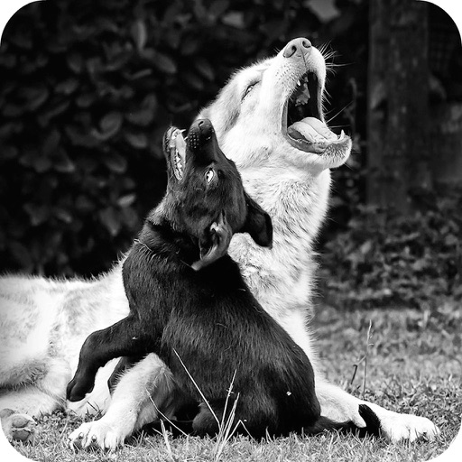 Barking Dog Sounds Barking Dog Sounds