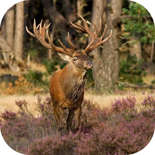 Elk Hunting Calls! Elk Hunting Calls!