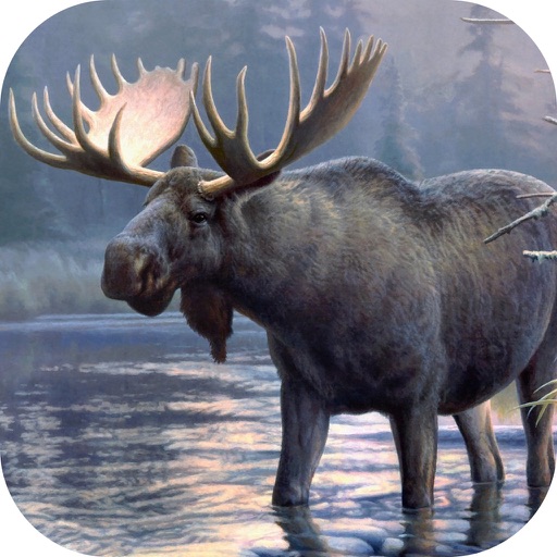 Moose Hunting Calls! Moose Hunting Calls!