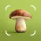 Mushroom ID: Forage Identifier
