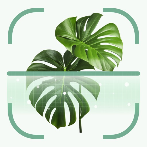 Identify Plants & Flowers Identify Plants & Flowers
