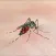 Zika Virus Infection