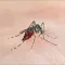 Zika Virus Infection