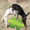 Dogs Studio Puzzle