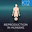 Reproduction in Humans Reproduction in Humans