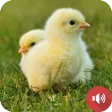 Chicks Sounds Chicks Sounds