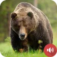Bear Sounds Bear Sounds