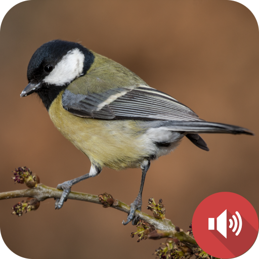 Chickadee Sounds