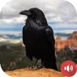 Crow Sounds Crow Sounds