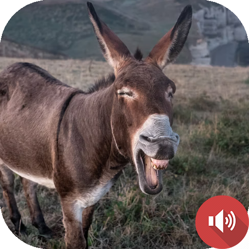 Donkey Sounds Donkey Sounds