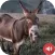 Donkey Sounds
