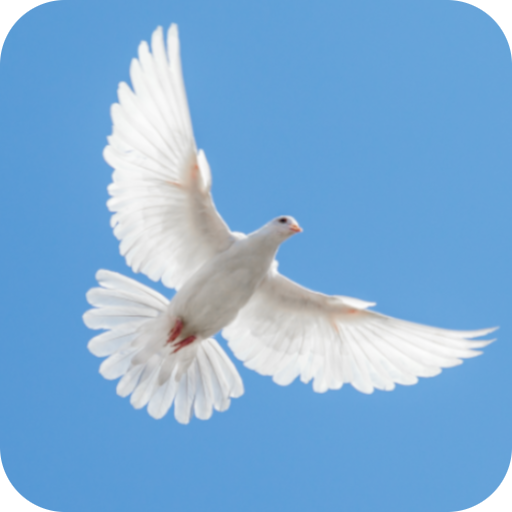 Dove Sounds