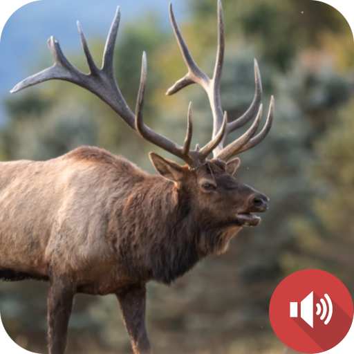 Elk Sounds
