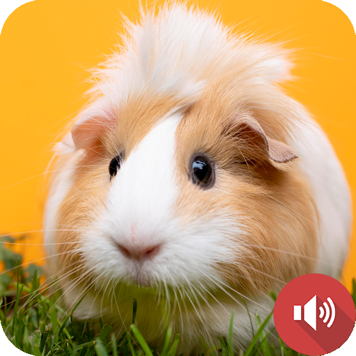Guinea Pig Sounds