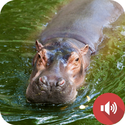 Hippopotamus Sounds