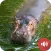 Hippopotamus Sounds
