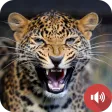Leopard Sounds