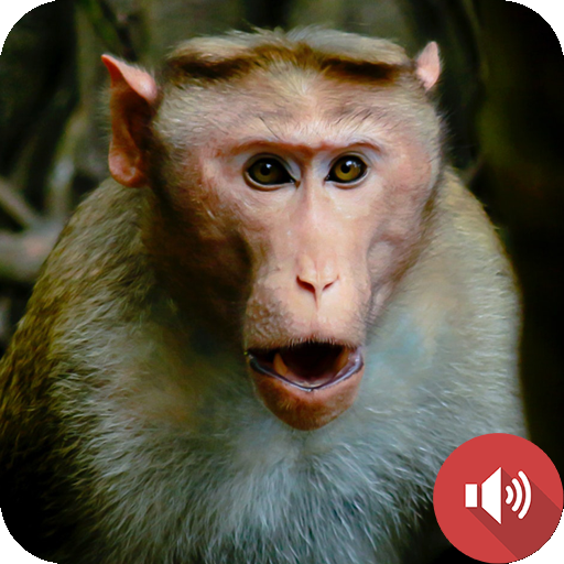 Monkey Sounds