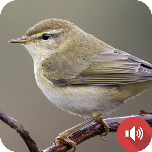 Nightingale Bird Sounds
