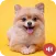 Puppy Barking Sounds
