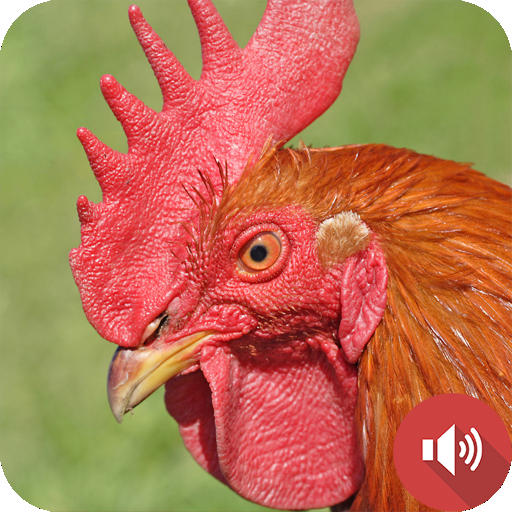 Rooster Sounds Rooster Sounds