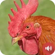 Rooster Sounds