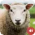 Sheep Sounds
